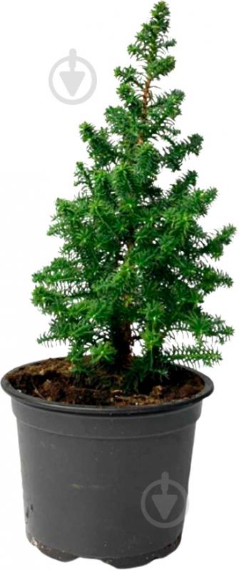 Растение Кипарисовик Top Point 9/25 - фото 1