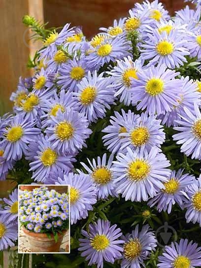 Корневище астры Проф. А.Киппенберг 1 шт. - фото 1