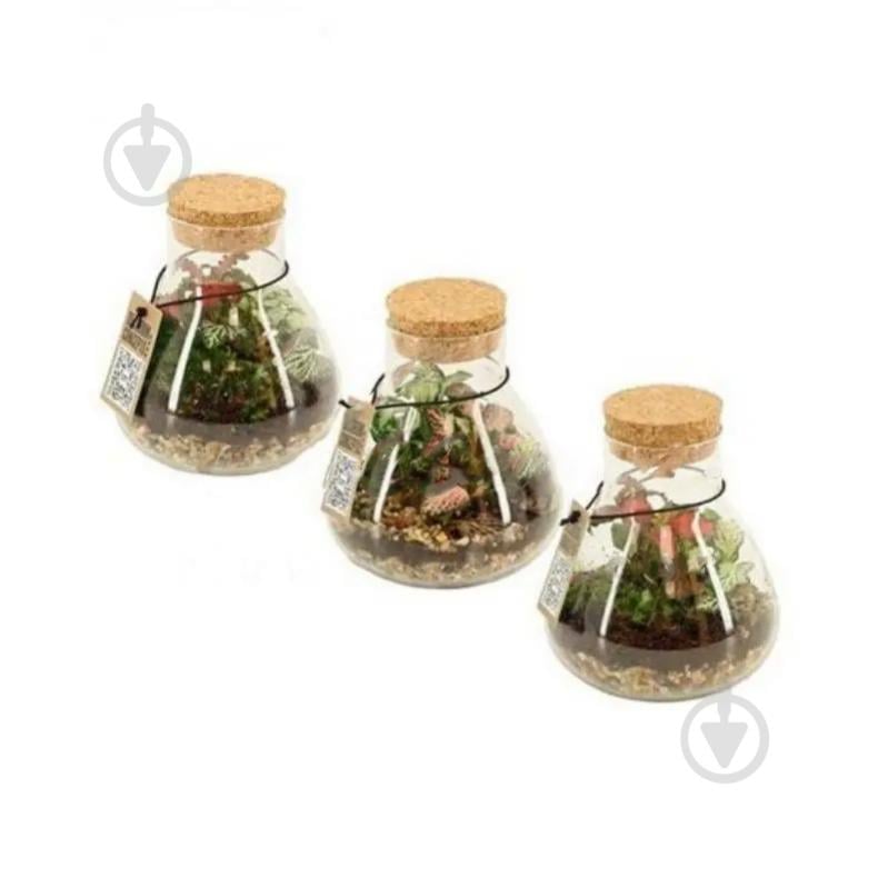 Растение Флорариум 11х12 Erlenmeyer Nano - фото 1 Растение Флорариум 11х12 Erlenmeyer Nano - фото 1