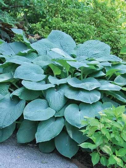 Корневище хосты Брессингем Блу XL 1 шт. - фото 1