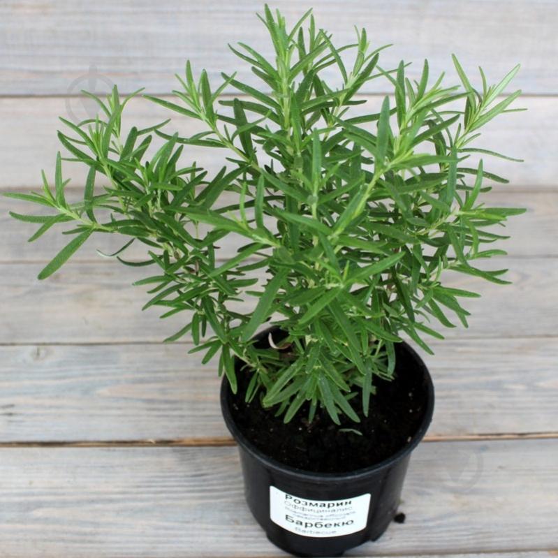 Растение Розмарин d12 - фото 1