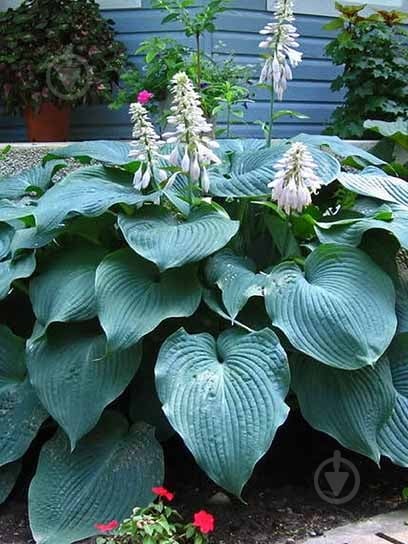 Корневище хосты Элеганс XL 1 шт. - фото 1