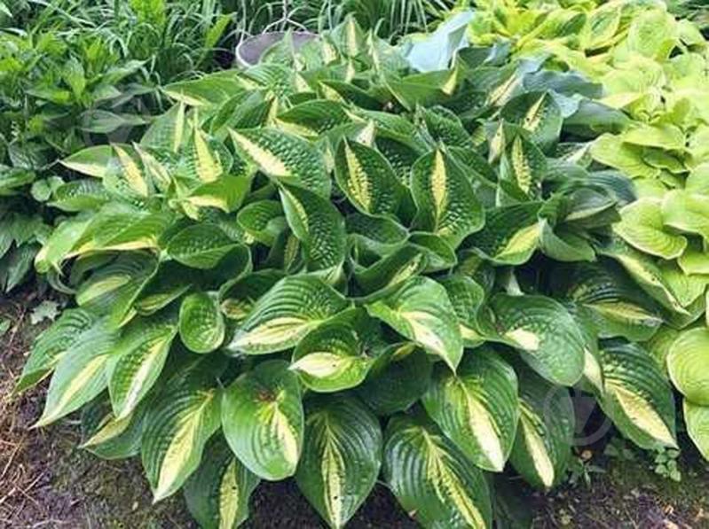 Растение Хоста Энн Кулпа (Hosta 'Ann Kulpa') С3 - фото 1