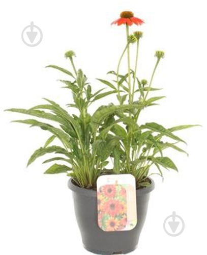 Растение Эхинацея бледная (Echinacea pallida) С3 - фото 1