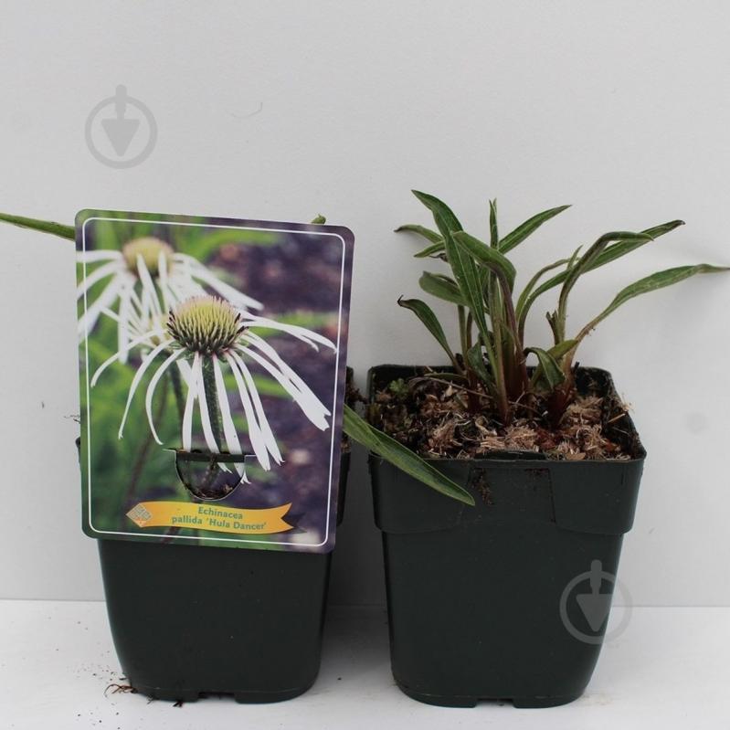 Растение Эхинацея бледная (Echinacea pallida) С3 - фото 2