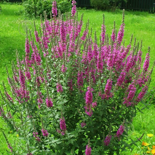 Растение Плакун ивнистый Роберт (Lythrum sal.'Robert') с3 - фото 2 Растение Плакун ивнистый Роберт (Lythrum sal.'Robert') с3 - фото 2