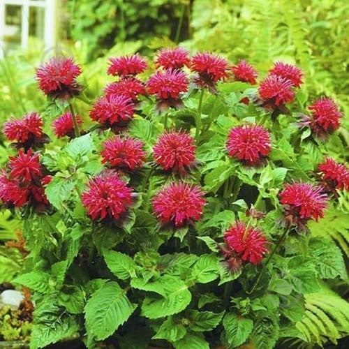Растение Монарда Файрбол (Monarda Fireball) С1 - фото 1 Растение Монарда Файрбол (Monarda Fireball) С1 - фото 1