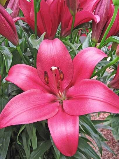 Луковица лилии Ерсеке ЛА 1 шт. - фото 1