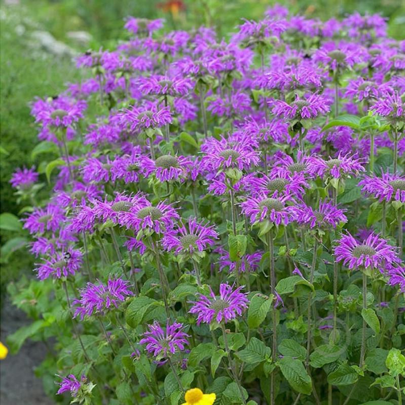 Растение Монарда Праринахт (Monarda 'Prarienacht') С1 - фото 1 Растение Монарда Праринахт (Monarda 'Prarienacht') С1 - фото 1