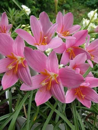 Луковица зефирантеса Робустус 5 шт. - фото 1 Луковица зефирантеса Робустус 5 шт. - фото 1