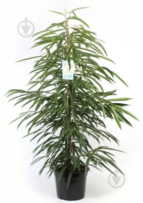 Растение Фикус Али d24/h140 - фото 1