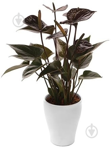 Рослина Антуріум Andreanum Black Love d12/h40 - фото 2 Рослина Антуріум Andreanum Black Love d12/h40 - фото 2