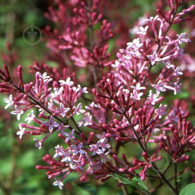 Растение Сирень С3 - фото 2