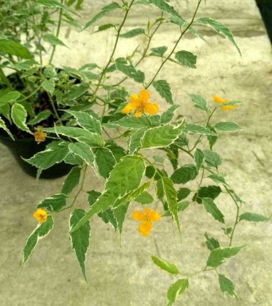 Растение Керия С2 - фото 1