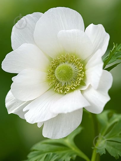 Корнеклубень TUBERBULB Export B.V. анемоны Брайд 5 шт. - фото 1 Корнеклубень TUBERBULB Export B.V. анемоны Брайд 5 шт. - фото 1