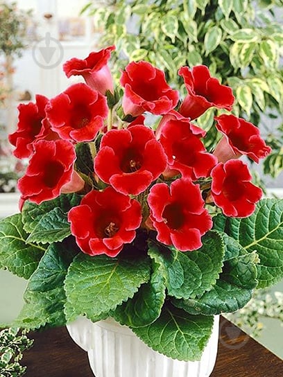 Клубень TUBERBULB Export B.V. глоксинии Этоль де Фью 1 шт. - фото 1