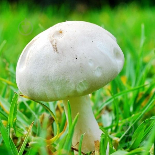 Мицелий Яскрава шампиньоны садовые - фото 1