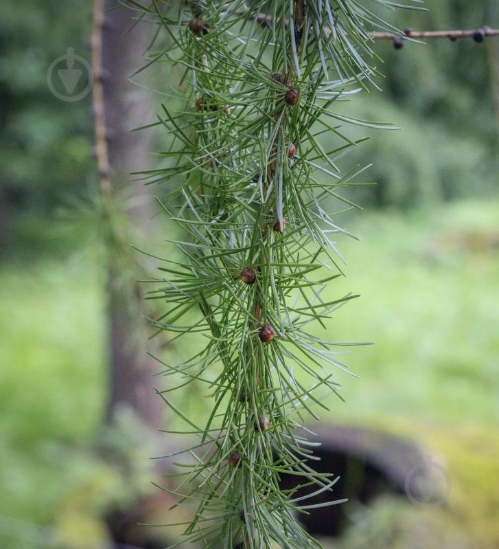 Растение Лиственница европейская Larix decidua 200 ВГ - фото 2 Растение Лиственница европейская Larix decidua 200 ВГ - фото 2
