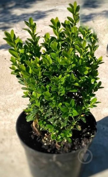 Растение Самшит вечнозеленый Buxus sempervirens 40 ВГ - фото 1