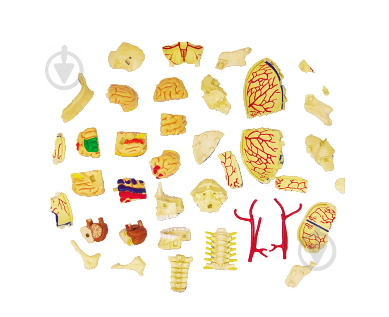 Объемная анатомическая модель 4D Master Черепно-мозговая коробка человека FM-626005 - фото 3