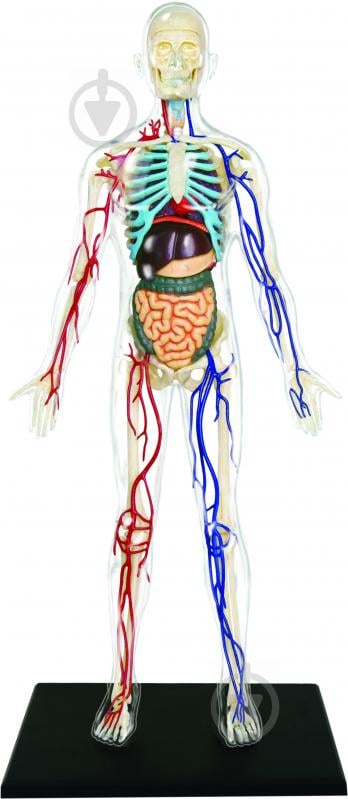 Об’ємна анатомічна модель 4D Master Тіло людини прозоре FM-626204 - фото 2