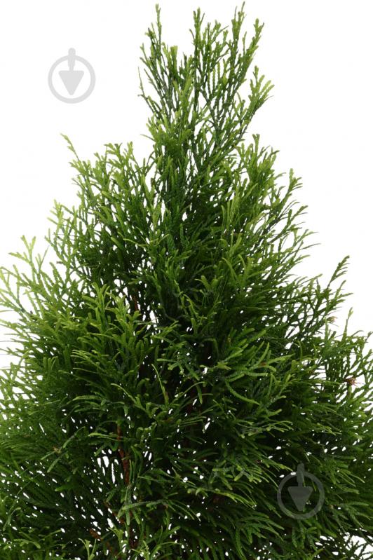 Растение Туя Смарагд Голд С5 - фото 2