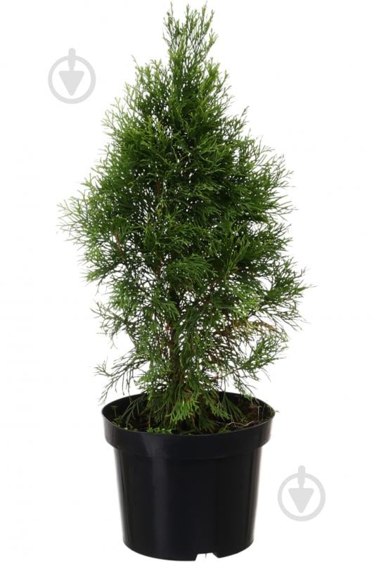Растение Туя Смарагд Голд С5 - фото 1