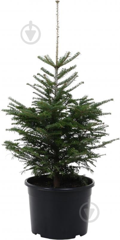 Пихта белая Abies alba 25L h70-100 см - фото 1 Пихта белая Abies alba 25L h70-100 см - фото 1