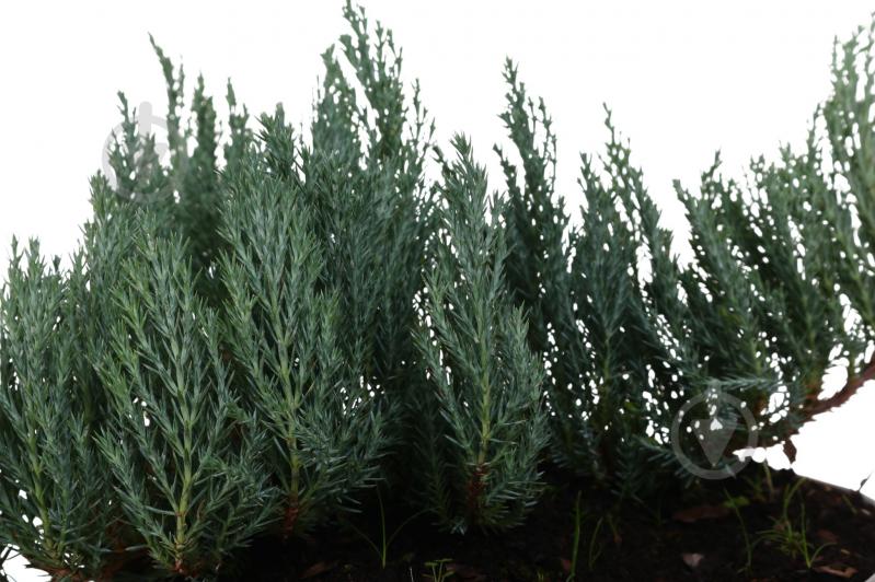 Рослина Ялівець Blue forest С3 - фото 2