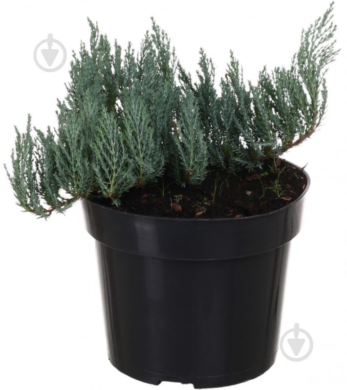 Рослина Ялівець Blue forest С3 - фото 1