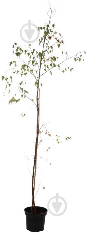 Растение Береза / Betula utilis jacquemonti C7,5 - фото 1