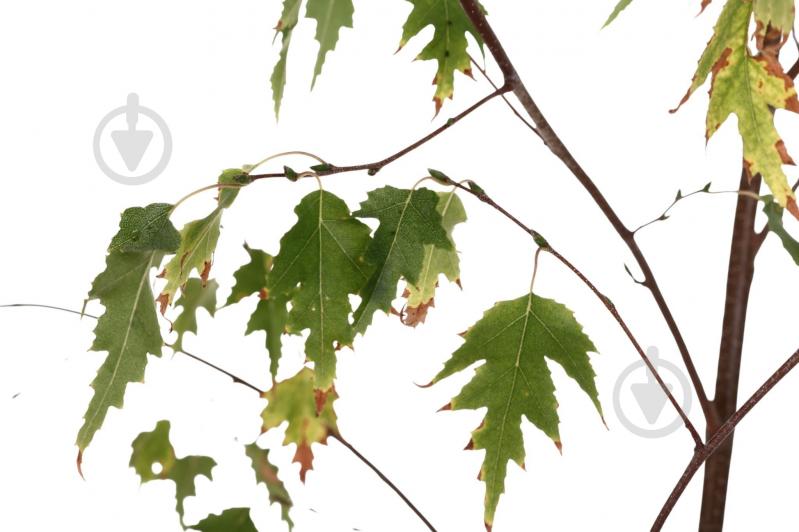 Растение Береза / Betula utilis jacquemonti C7,5 - фото 2