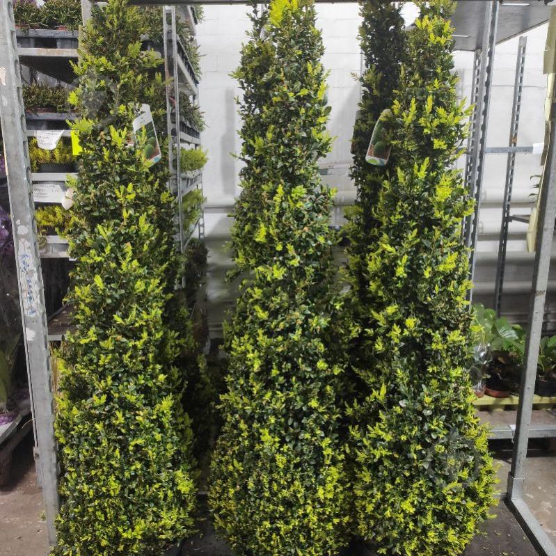 Растение Самшит 29х150 (пирамида) - фото 1