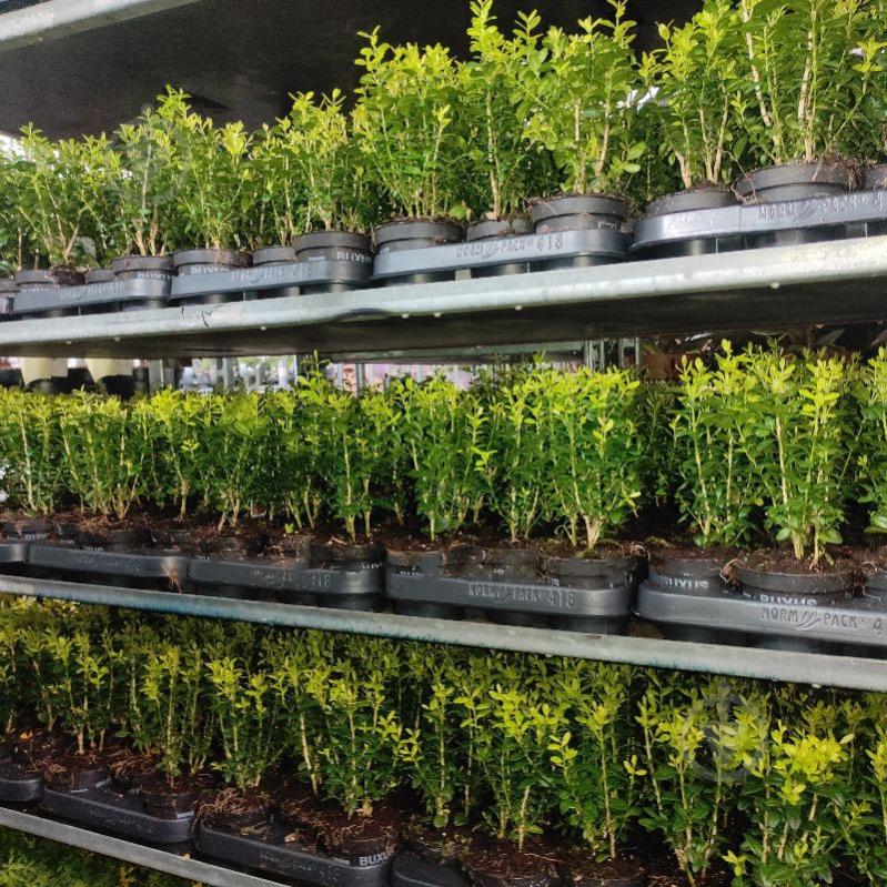 Растение Самшит 9х20 (шар) - фото 1