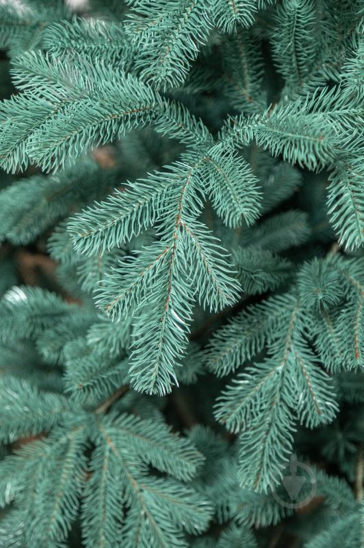 Штучна ялинка лита Ковалівська 2,50 м блакитний Siga Group - фото 13 Штучна ялинка лита Ковалівська 2,50 м блакитний Siga Group - фото 13