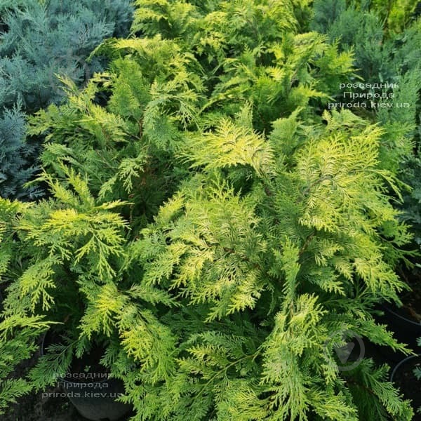 Растение Кипарисовик лавсона / Chamaecyparis lawsoniana Stardust С 3 H 20-30 - фото 2