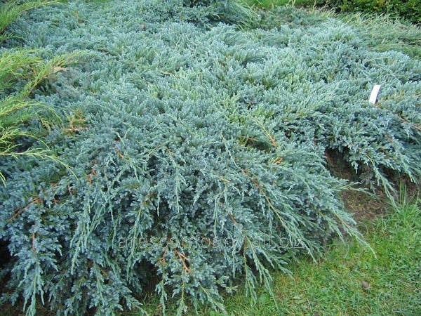 Рослина Ялівець китайський / Juniperus chinensis Blue Alps С 3 H 30-40 - фото 2