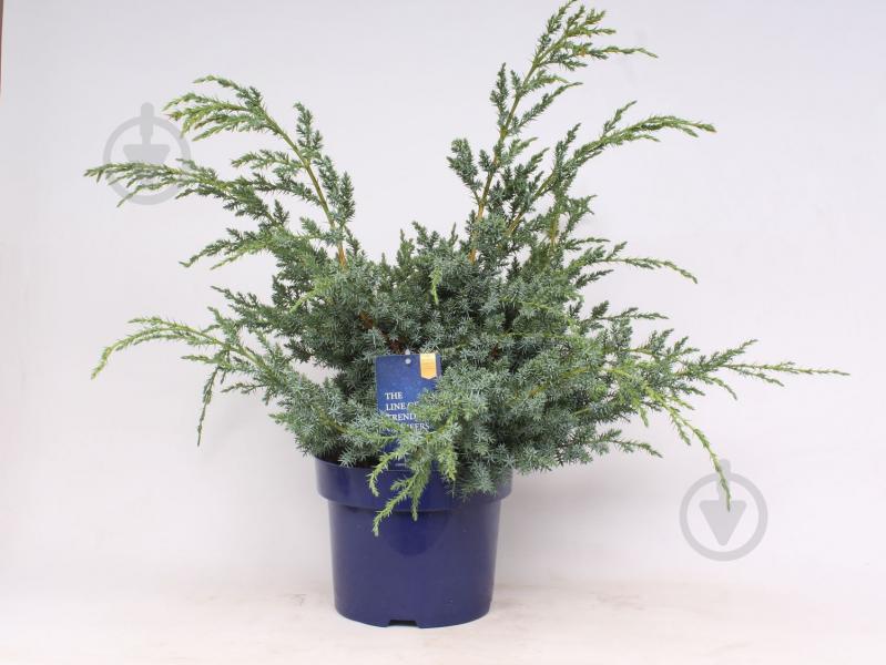 Рослина Ялівець китайський / Juniperus chinensis Blue Alps С 3 H 30-40 - фото 1