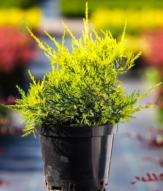 Растение Можжевельник китайский / Juniperus chinensis Kuriwao Gold С 3 H 30-40 - фото 1