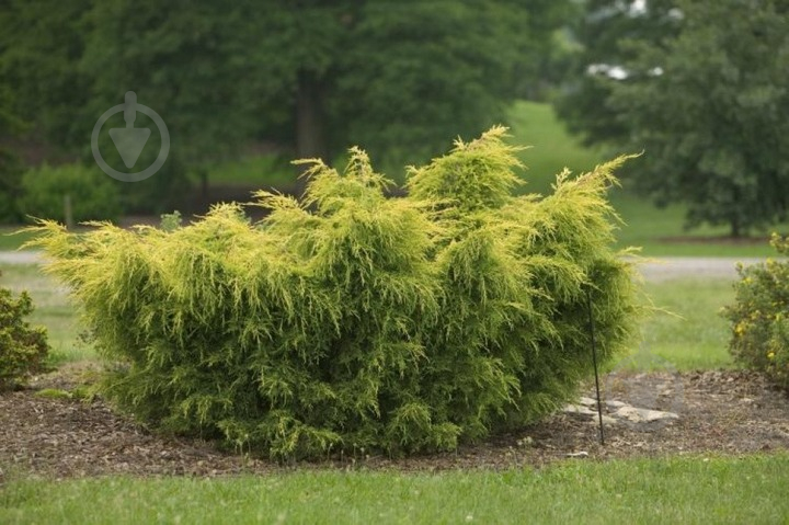 Рослина Ялівець китайський / Juniperus chinensis Kuriwao Gold С 3 H 30-40 - фото 2