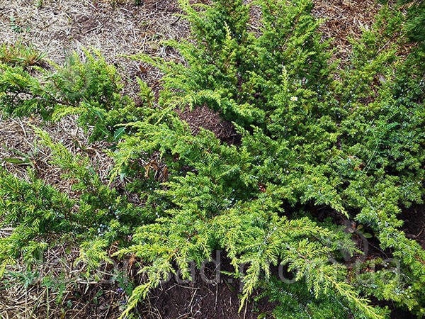 Растение Можжевельник обыкновенный / Juniperus communis Green Carpet С 3 D 15-25 - фото 2