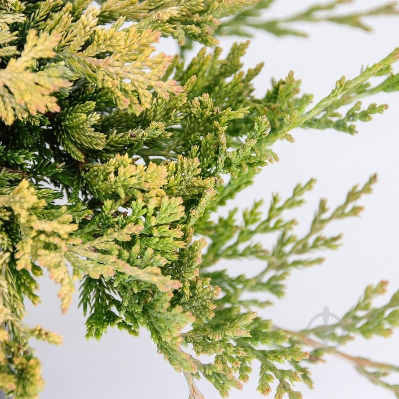 Рослина Ялівець горизонтальний / Juniperus horizontalis Golden Carpet С 3 D 15-25 - фото 2