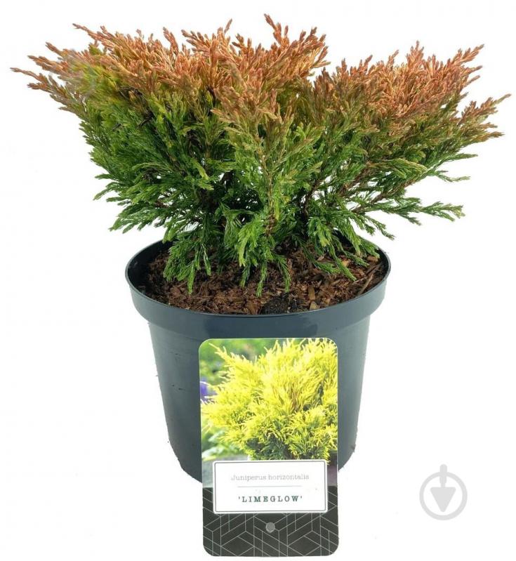 Растение Можжевельник горизонтальный / Juniperus horizontalis Lime Glow С 3 D 15-25 - фото 1