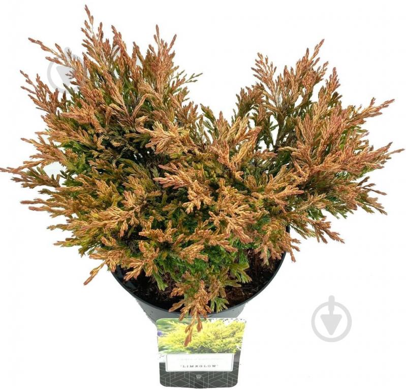 Растение Можжевельник горизонтальный / Juniperus horizontalis Lime Glow С 3 D 15-25 - фото 2