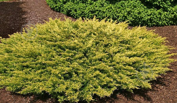 Растение Можжевельник горизонтальный / Juniperus horizontalis Lime Glow С 3 D 15-25 - фото 3