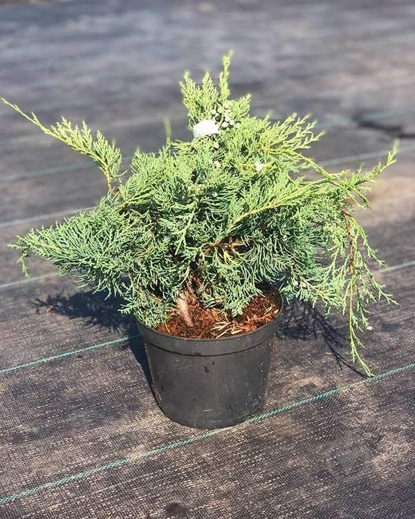 Рослина Ялівець середній / Juniperus pfitzeriana Glauca С 3 D 20-25 - фото 1