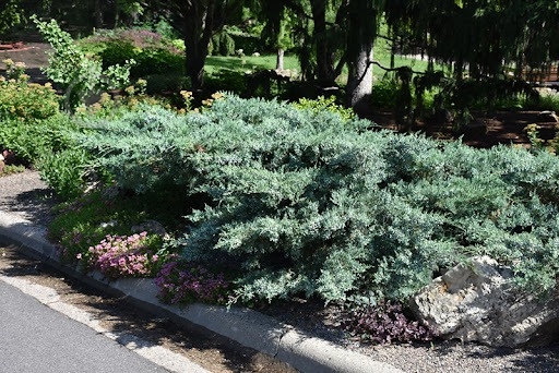 Рослина Ялівець середній / Juniperus pfitzeriana Glauca С 3 D 20-25 - фото 3