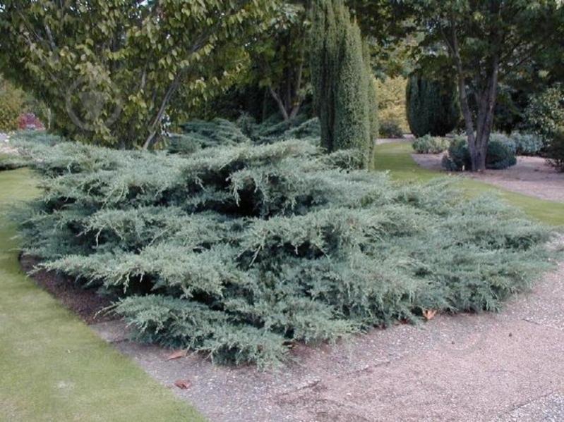 Рослина Ялівець середній / Juniperus pfitzeriana Glauca С 3 D 20-25 - фото 2