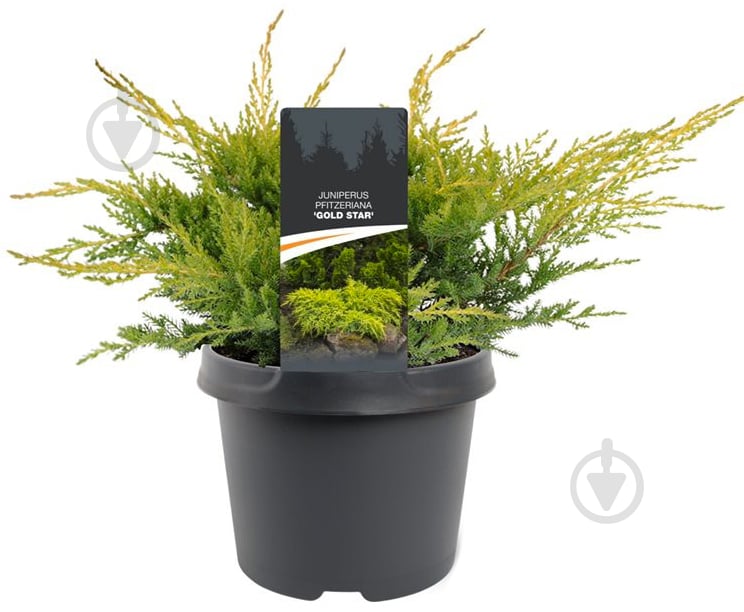 Растение Можжевельник средний / Juniperus pfitzeriana Gold Star С 3 D 20-25 - фото 1