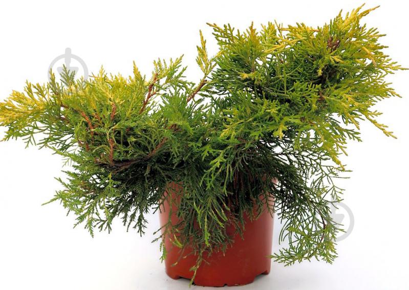 Растение Можжевельник средний / Juniperus pfitzeriana King of Spring С 3 D 20-25 - фото 1